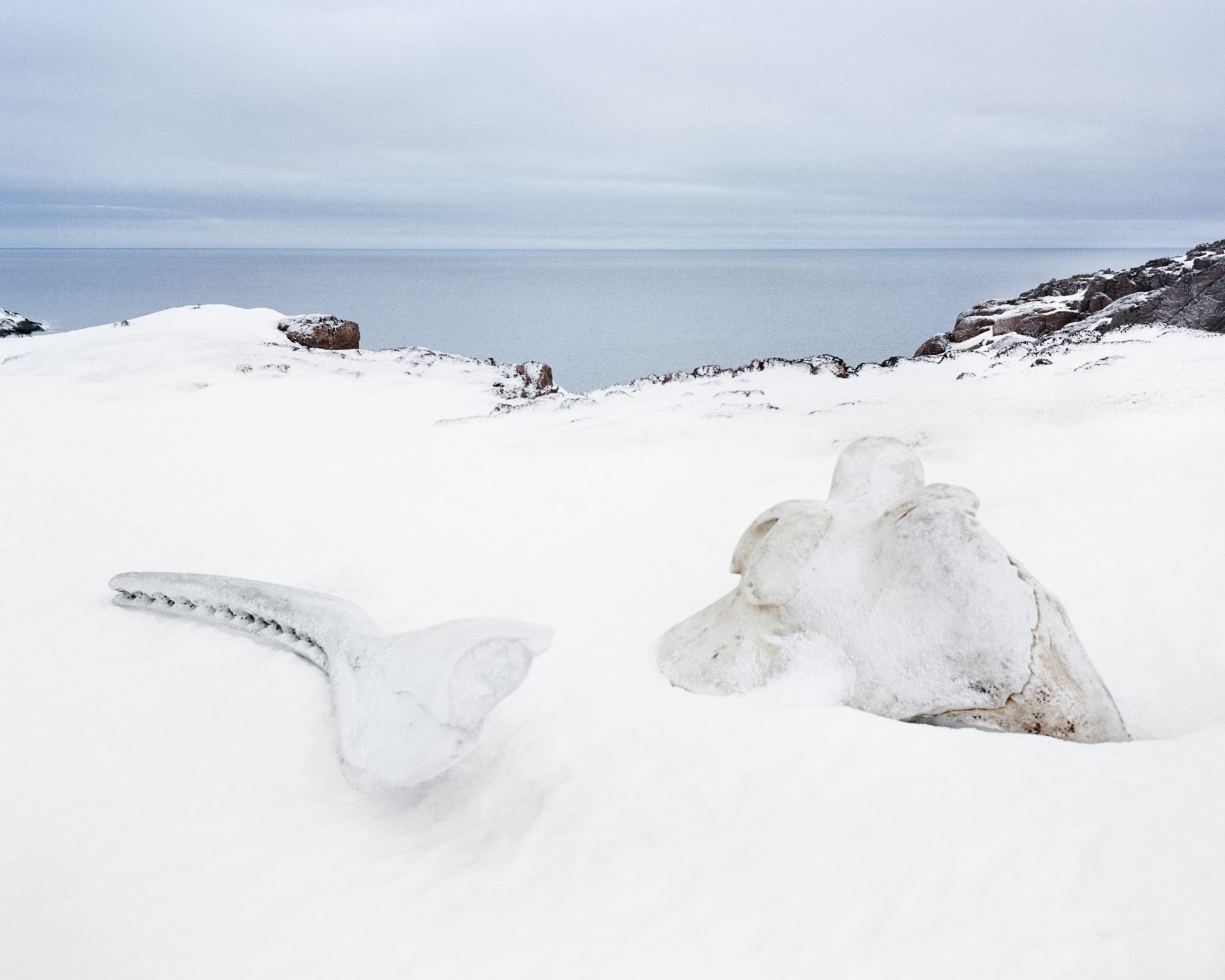 Whale bones in the snow by the Barents Sea